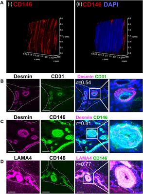 The tendon interfascicular basement membrane provides a vascular niche for CD146+ cell subpopulations